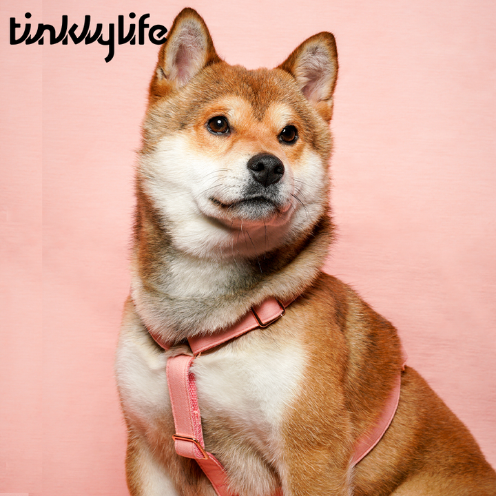 Tinklylife Dog MACARON Harness - Pink
