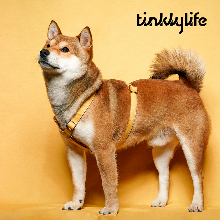 Tinklylife Dog MACARON Harness - Yellow