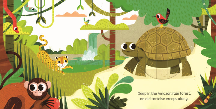 Usborne Animal Magic: in the Jungle