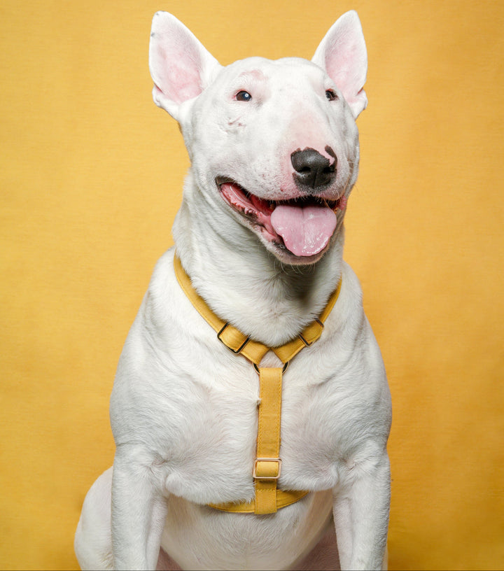 Tinklylife Dog MACARON Harness - Yellow