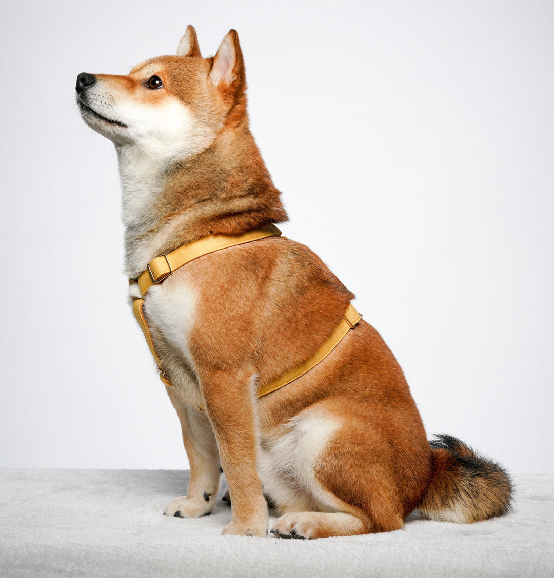 Tinklylife Dog MACARON Harness - Yellow