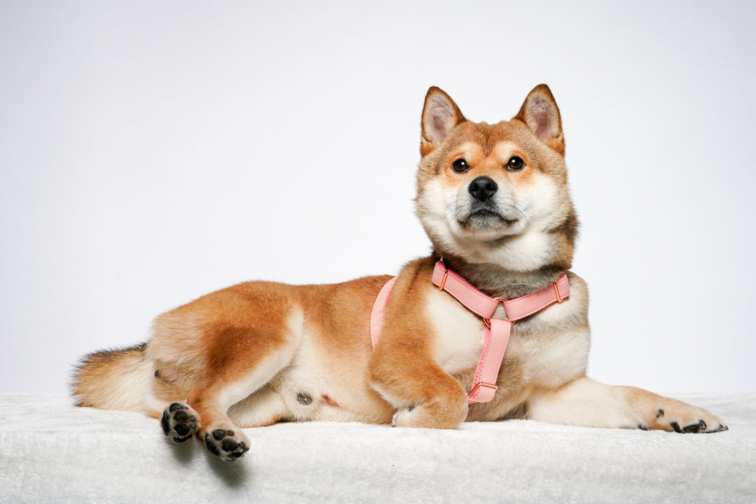 Tinklylife Dog MACARON Harness - Pink