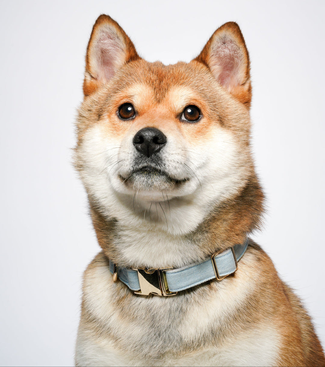 Tinklylife Dog MACARON Collar + Leash Set - Blue