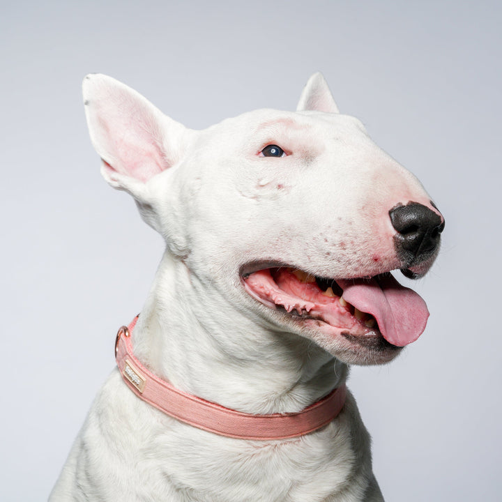 Tinklylife Dog MACARON Collar + Leash Set - Pink