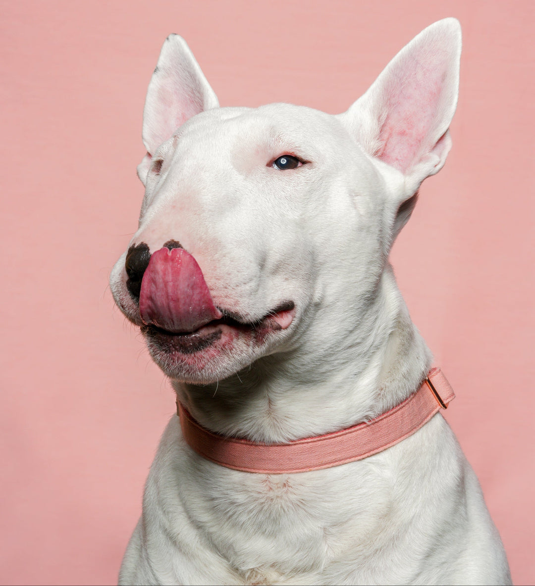 Tinklylife Dog MACARON Collar + Leash Set - Pink