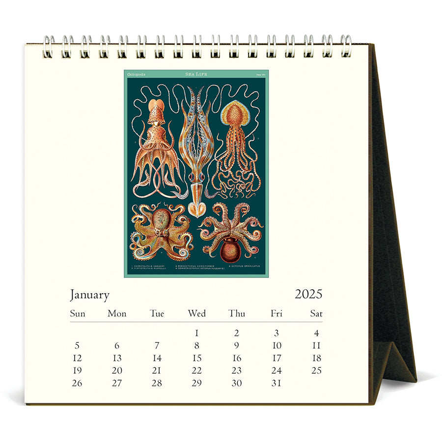 Cavallini Desk Calendar - Sea Life 6.5" x 6.5"