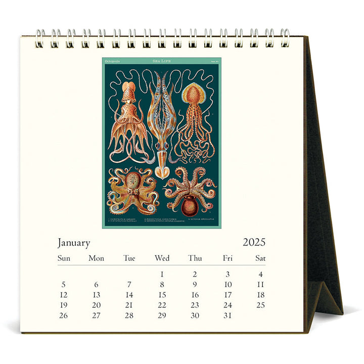 Cavallini Desk Calendar - Sea Life 6.5" x 6.5"