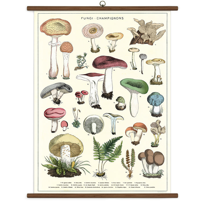 >Cavallini Vintage School Chart - Mushroom - 28" x 40" (70 cm x 100 cm)