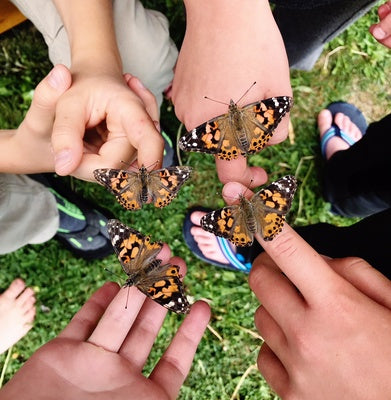 >Insect Lore Life Science & STEM Education – Butterfly Garden Easy 25 School Kit