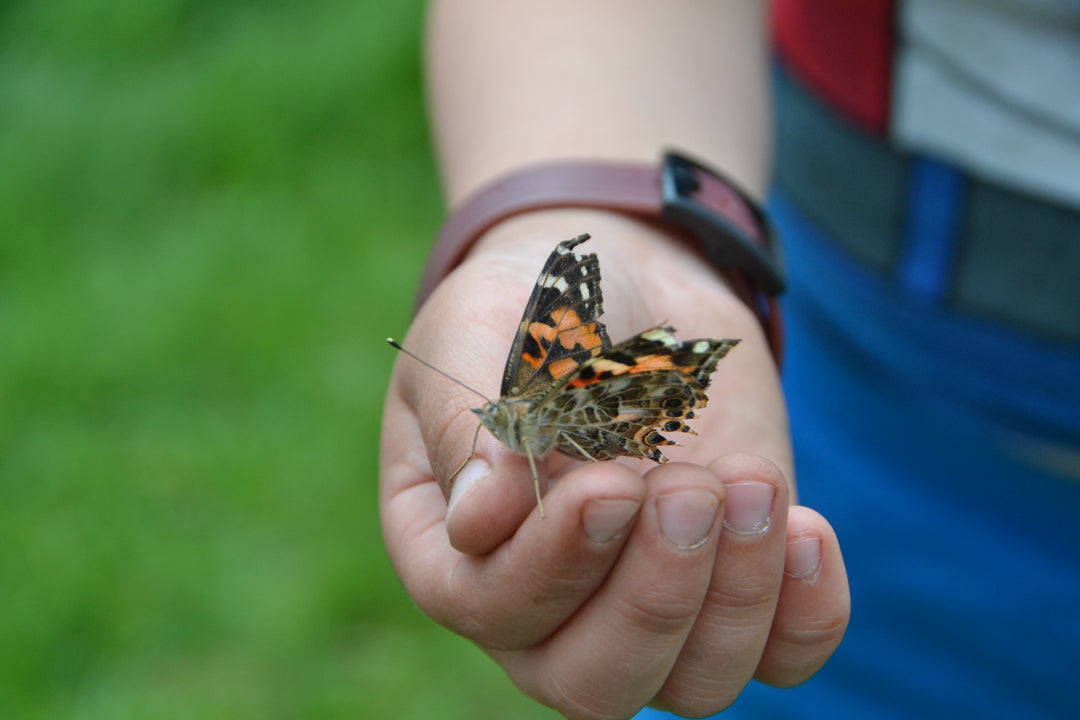 >Insect Lore Life Science & STEM Education – Butterfly Garden Easy 25 School Kit
