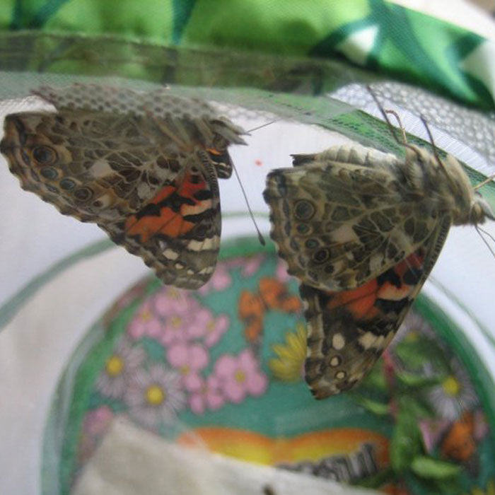 >Insect Lore Life Science & STEM Education – Butterfly Garden Easy 25 School Kit