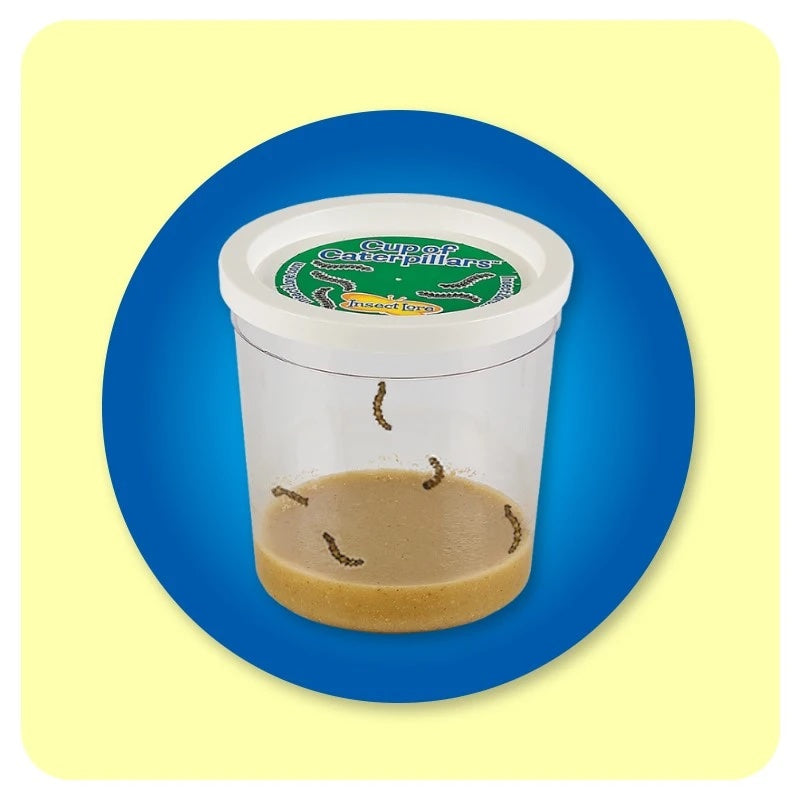 >Insect Lore Life Science & STEM Education – Butterfly Garden Easy 25 School Kit